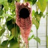 Pelican flower - Seeds