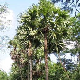 Palmyra palm - Seeds