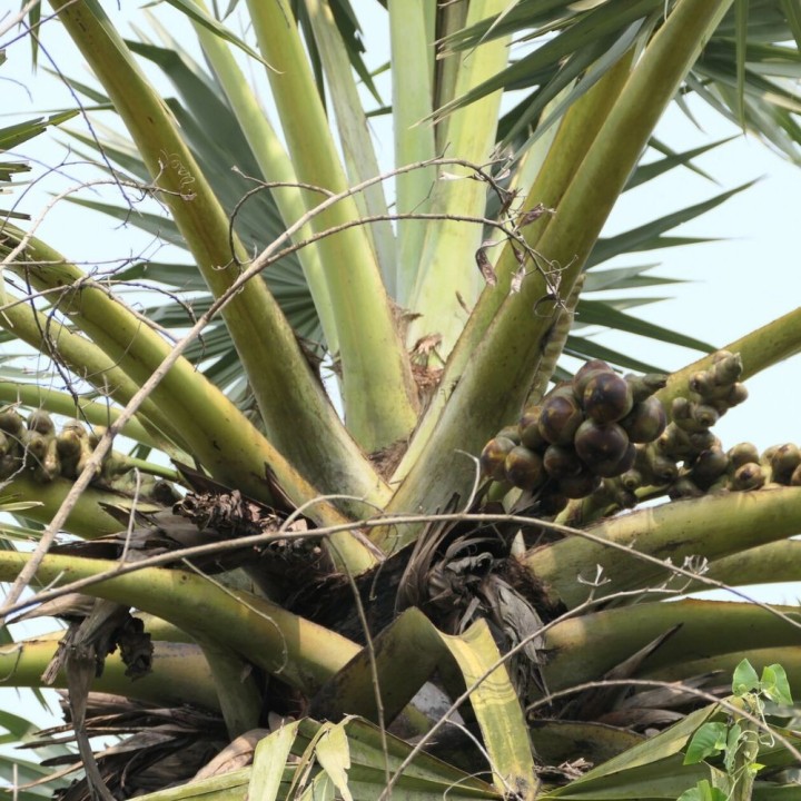 Palmyra palm - Seeds