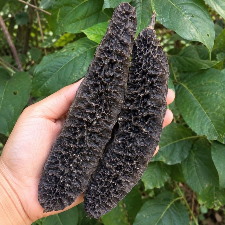 Netted velvet bean - Seeds