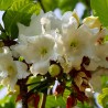 Nepal trumpet flower - Seeds