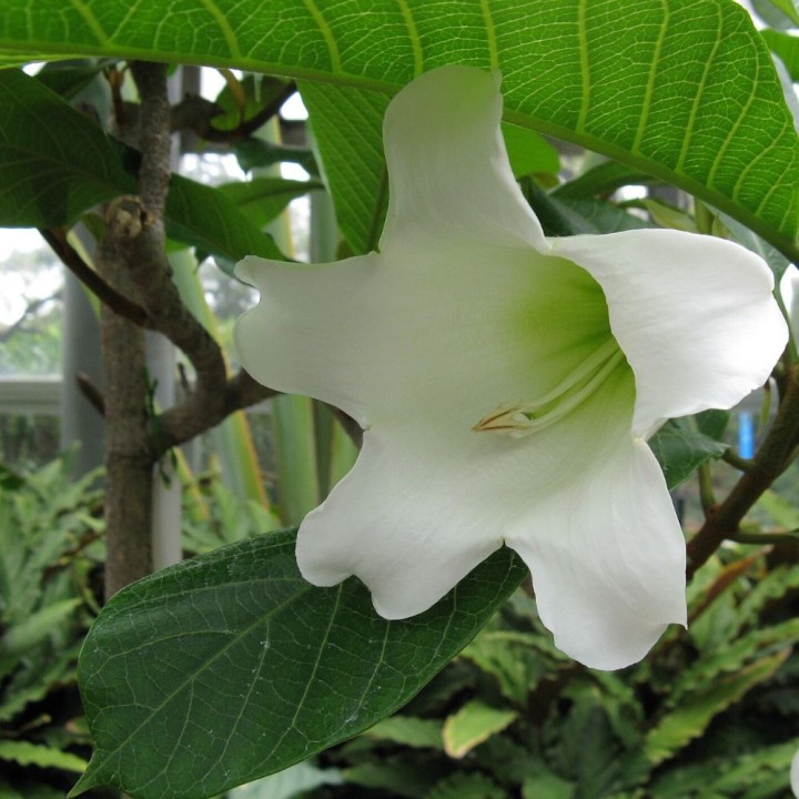 Nepal trumpet flower - Seeds