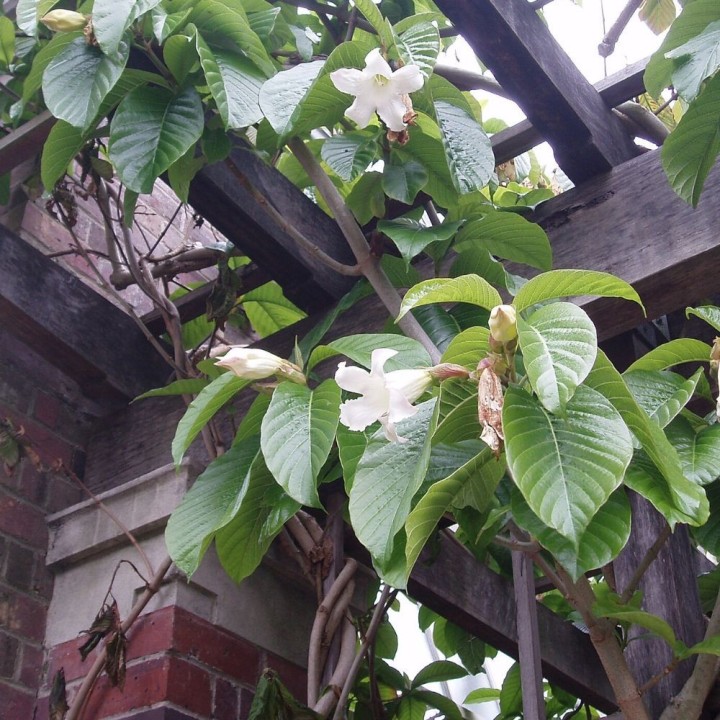 Nepal trumpet flower - Seeds