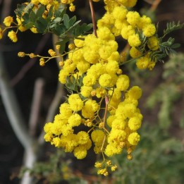 Mudgee acacia - Seeds