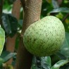 Mountain soursop - Seeds