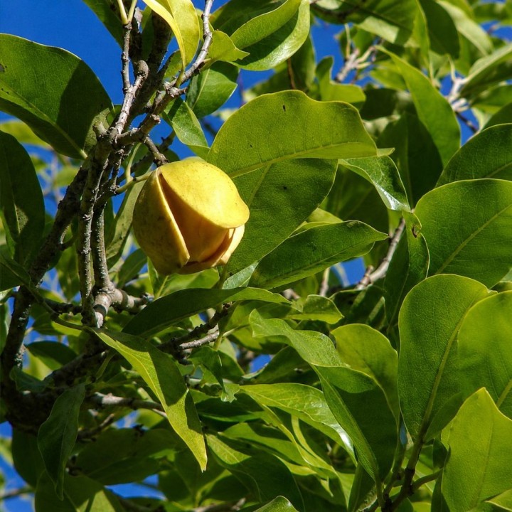 Mountain soursop - Seeds