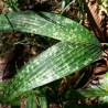Mottled dwarf palm - Seeds