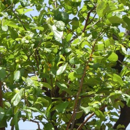 Monkey fruit - Seeds