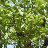 Monkey fruit - Seeds