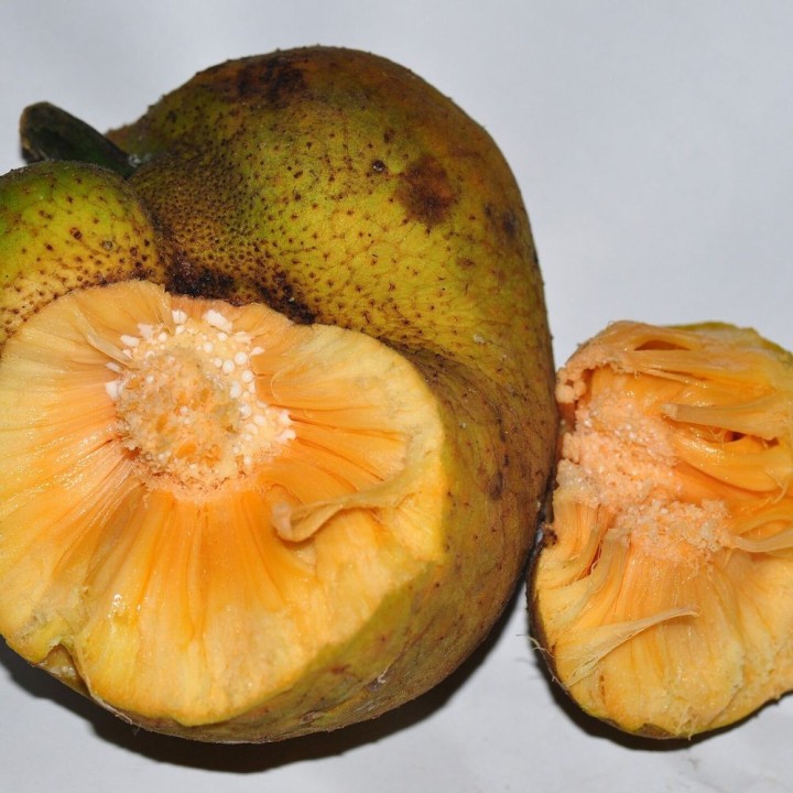 Monkey fruit - Seeds