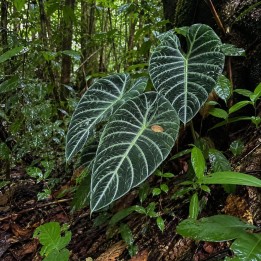 Meratus Alocasia - Seeds