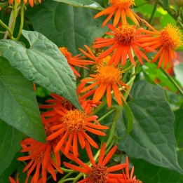Mexican flamevine - Seeds