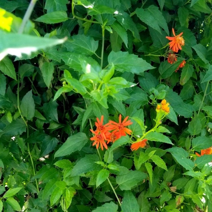 Mexican flamevine - Seeds