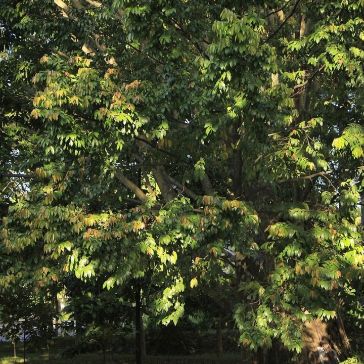 Makassar ebony - Seeds