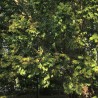 Makassar ebony - Seeds