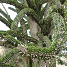 Madagascar ocotillo - Seeds
