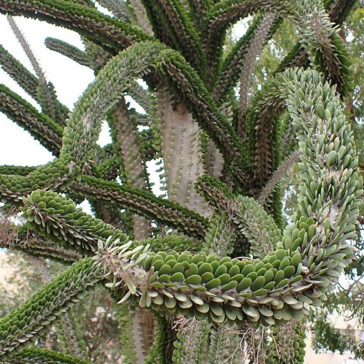 Madagascar ocotillo - Seeds