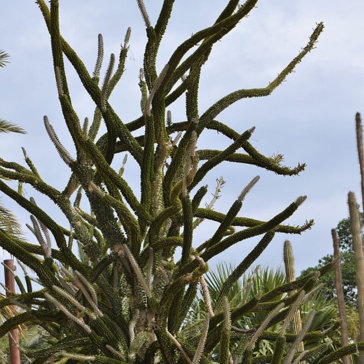 Madagascar ocotillo - Seeds