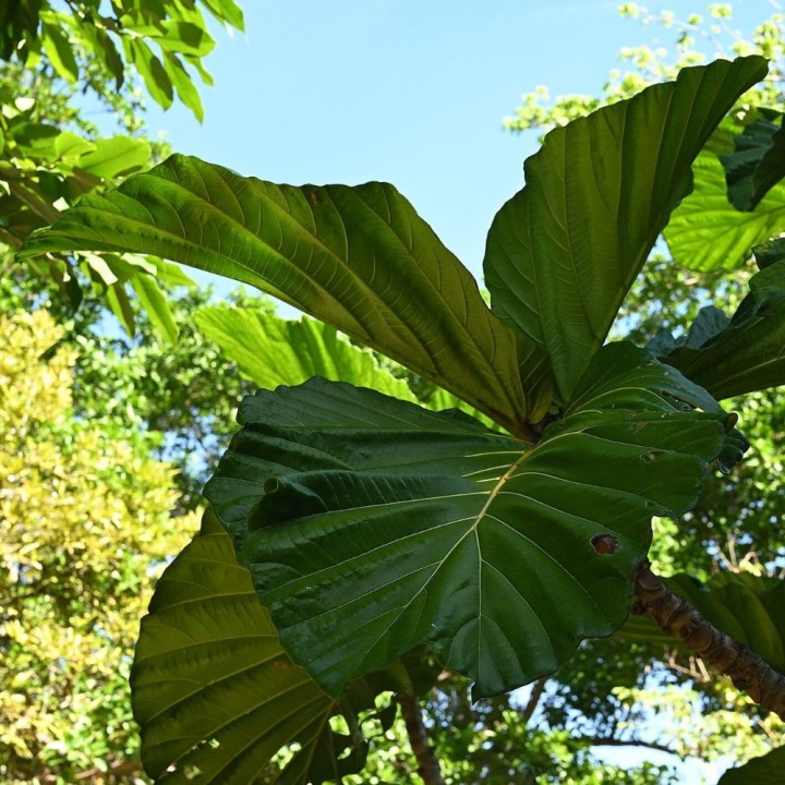 Lowland breadfruit fig - Seeds