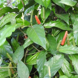 Long pepper - Seeds