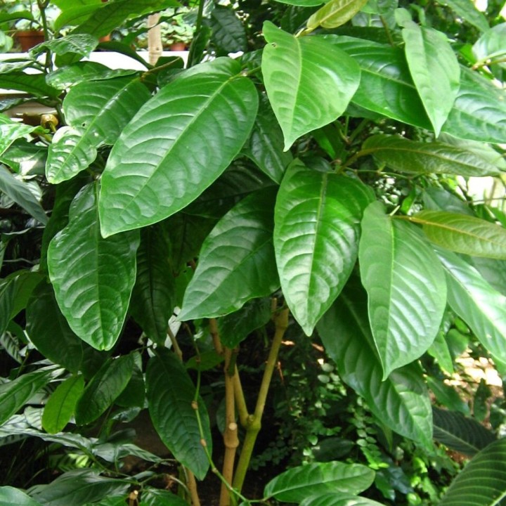 Long pepper - Seeds