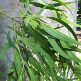 Lemon-scented gum - Seeds