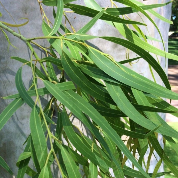 Lemon-scented gum - Seeds