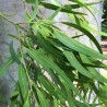 Lemon-scented gum - Seeds