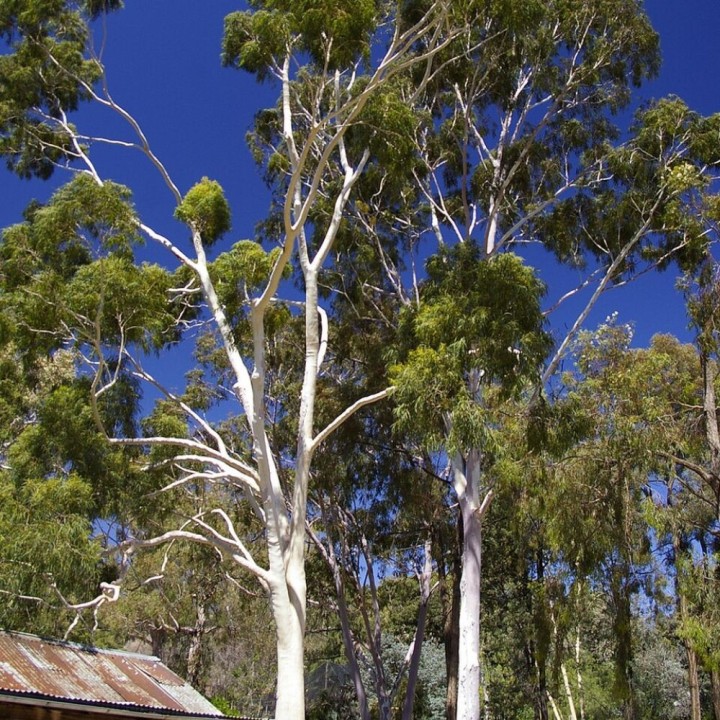Lemon-scented gum - Seeds