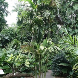 Lauterbach Ptychosperma - Seeds