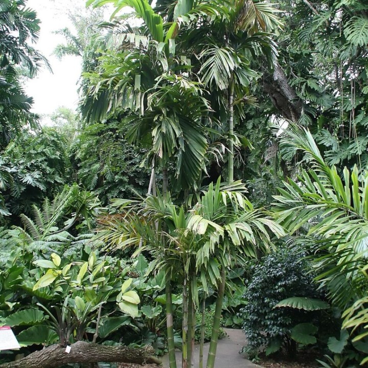 Lauterbach Ptychosperma - Seeds