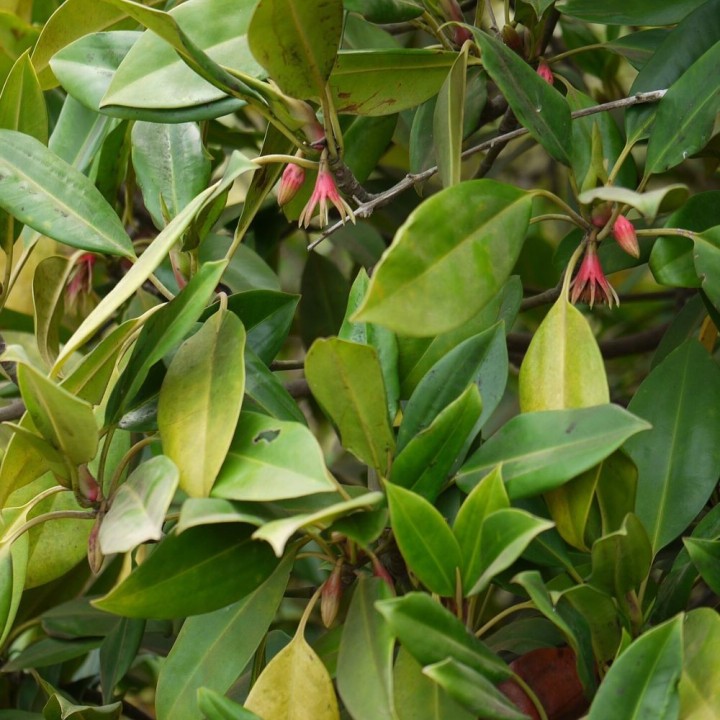 Large-leafed orange mangrove - Seeds