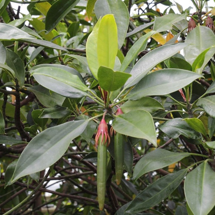 Large-leafed orange mangrove - Seeds