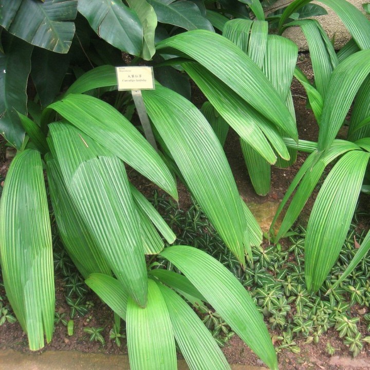 Lamba - Seeds