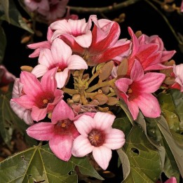 Lacebark tree - Seeds