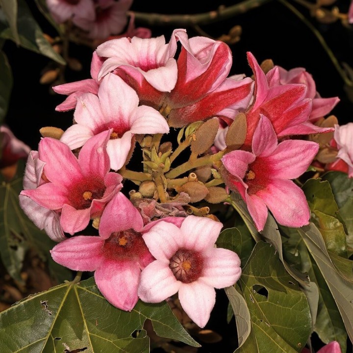 Lacebark tree - Seeds