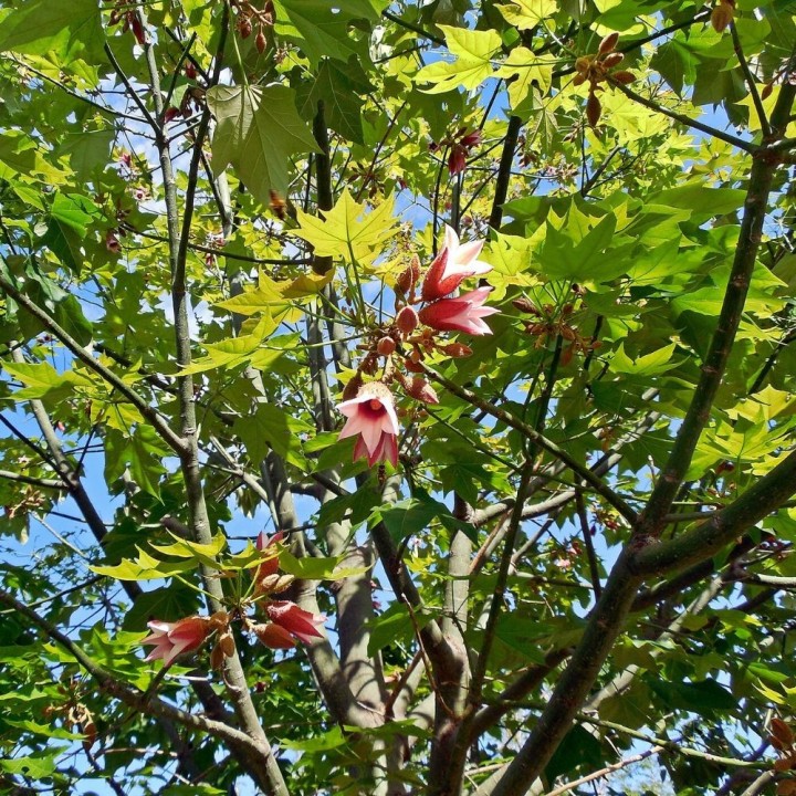 Lacebark tree - Seeds