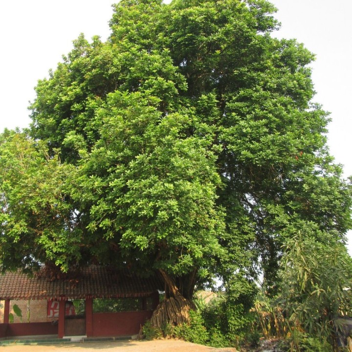 Kusum tree - Seeds