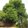 Kusum tree - Seeds