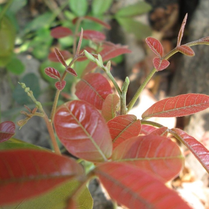Kusum tree - Seeds
