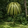 Kun-job tree - Seeds