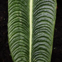Veitchii anthurium - Seeds