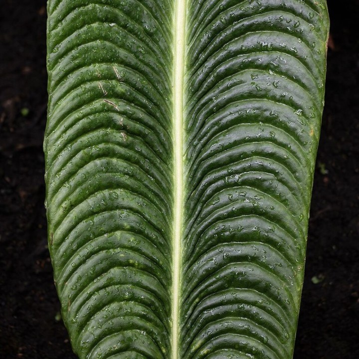 Veitchii anthurium - Seeds