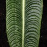 Veitchii anthurium - Seeds