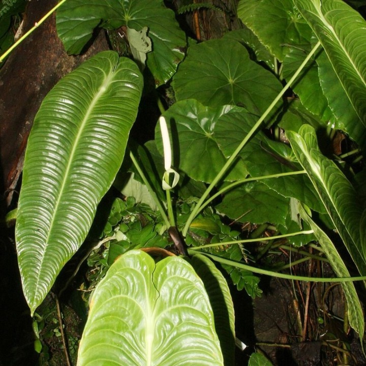 Veitchii anthurium - Seeds