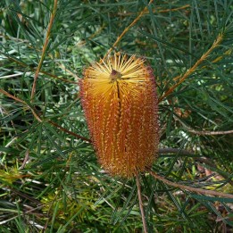 Hairpin banksia - Seeds