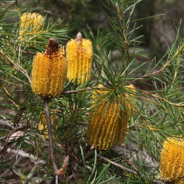 Hairpin banksia - Seeds