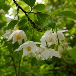 Gum benjamin tree - Seeds