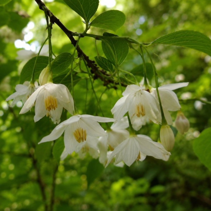 Gum benjamin tree - Seeds