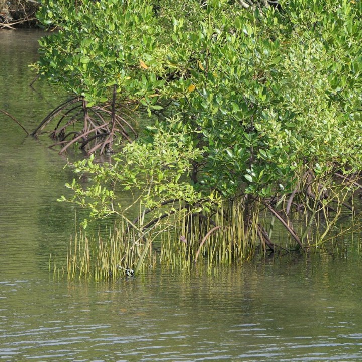 Grey mangrove - Seeds